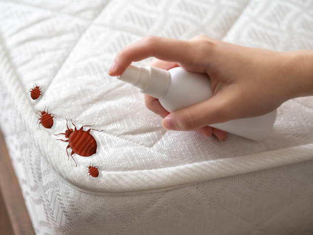 Best Flea Control Services  in Natalia, TX